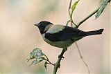 Black-headed Tanager